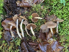 Cortinarius angelesianus