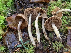 Cortinarius angelesianus