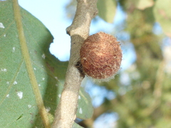 Burnettweldia washingtonensis