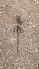 Microlophus barringtonensis