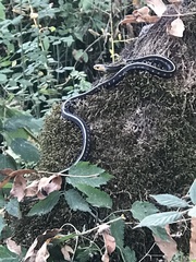 Thamnophis sirtalis concinnus