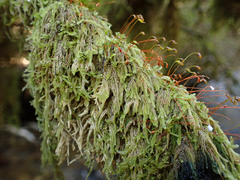 Hypnum circinale