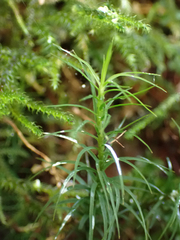 Polytrichastrum alpinum