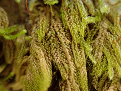 Hypnum circinale