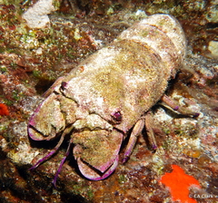 Scyllarides squammosus