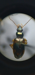 Bembidion corgenoma