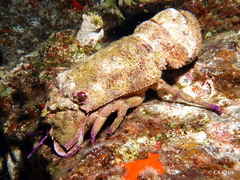 Scyllarides squammosus