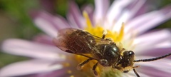 Lasioglossum