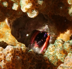 Calcinus haigae