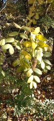 Caragana arborescens