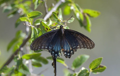 Limenitis arthemis arizonensis