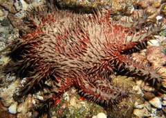 Acanthaster planci