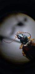 Bembidion corgenoma