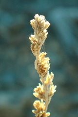 Artemisia arbuscula