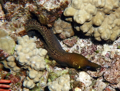 Gymnothorax undulatus