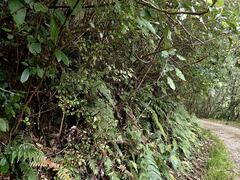 Pterophylla racemosa