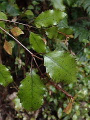 Pterophylla racemosa
