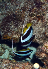 Heniochus diphreutes