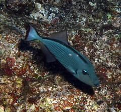 Xanthichthys auromarginatus