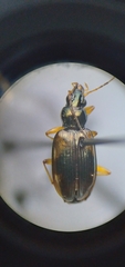 Bembidion corgenoma