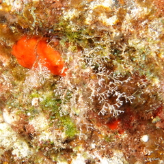 Hydrozoa
