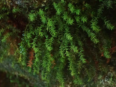 Bartramiopsis lescurii