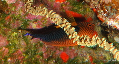 Centropyge potteri