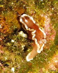 Glossodoris rufomarginata