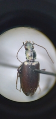 Bembidion planatum