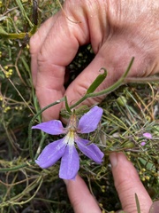 Scaevola ramosissima