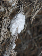 Rhopalomyia floccosa