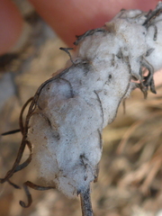 Rhopalomyia floccosa