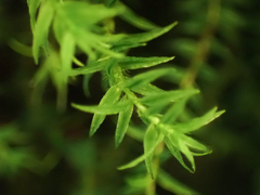 Bartramiopsis lescurii