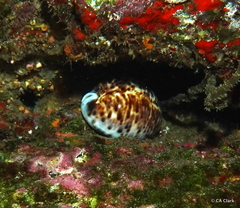 Cypraea tigris