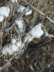 Rhopalomyia floccosa