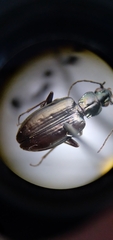 Bembidion planatum
