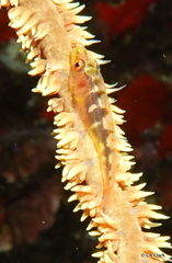 Bryaninops yongei