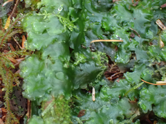 Pellia neesiana