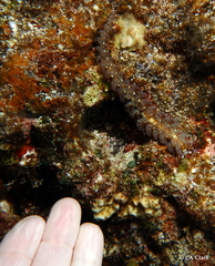 Pteraeolidia semperi