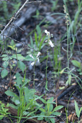 Penstemon laxiflorus