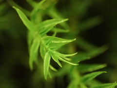 Bartramiopsis lescurii