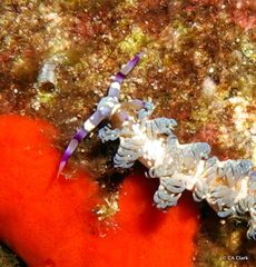 Pteraeolidia semperi