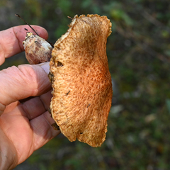 Suillus tomentosus
