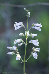 Penstemon laxiflorus