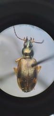 Bembidion corgenoma