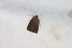 Pseudorthodes vecors