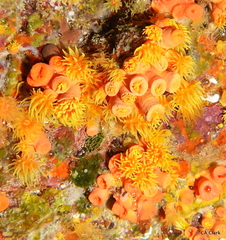 Tubastraea