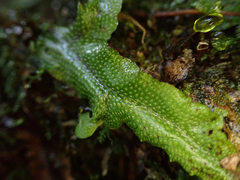 Conocephalum conicum