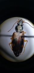 Bembidion corgenoma