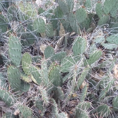 Opuntia gilvescens
